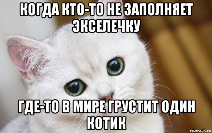 когда кто-то не заполняет экселечку где-то в мире грустит один котик, Мем  В мире грустит один котик