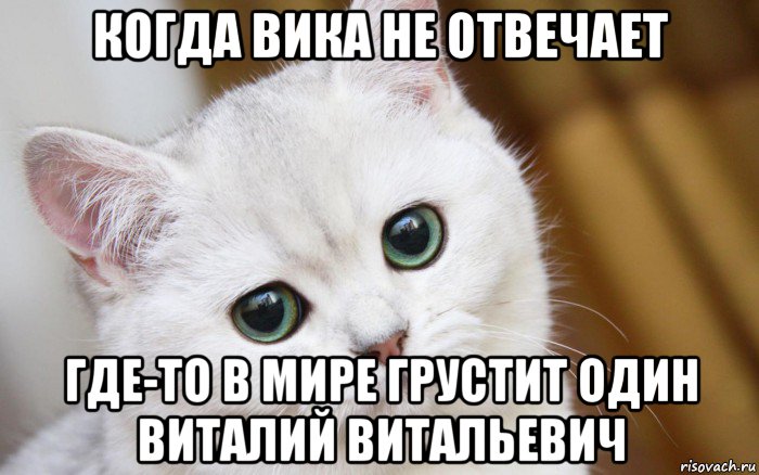 когда вика не отвечает где-то в мире грустит один виталий витальевич, Мем  В мире грустит один котик