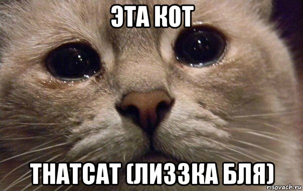 эта кот thatcat (лиззка бля), Мем   В мире грустит один котик