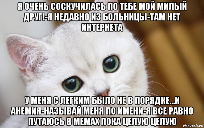 я очень соскучилась по тебе мой милый друг!-я недавно из больницы-там нет интернета у меня с легким было не в порядке...и анемия-называй меня по имени-я все равно путаюсь в мемах пока целую целую, Мем  В мире грустит один котик