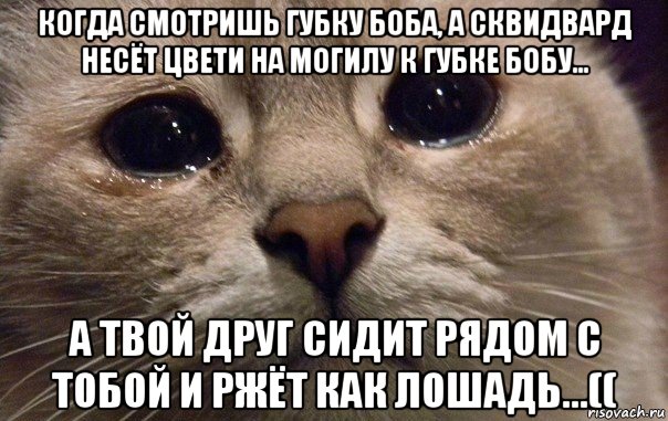 когда смотришь губку боба, а сквидвард несёт цвети на могилу к губке бобу... а твой друг сидит рядом с тобой и ржёт как лошадь...((, Мем   В мире грустит один котик