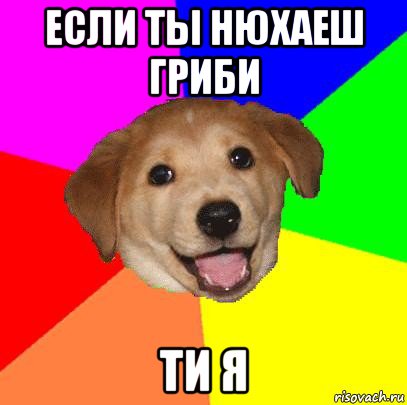 если ты нюхаеш гриби ти я, Мем Advice Dog