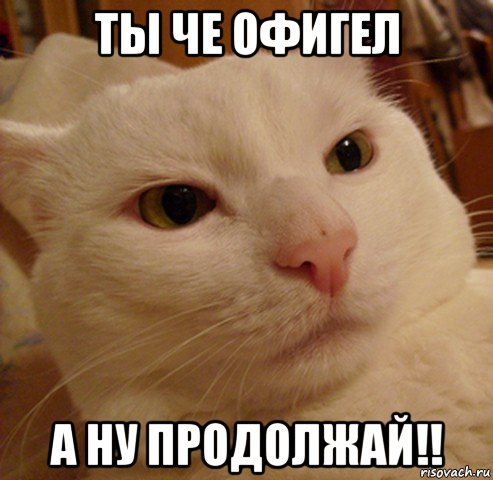 ты че офигел а ну продолжай!!, Мем Дерзкий котэ