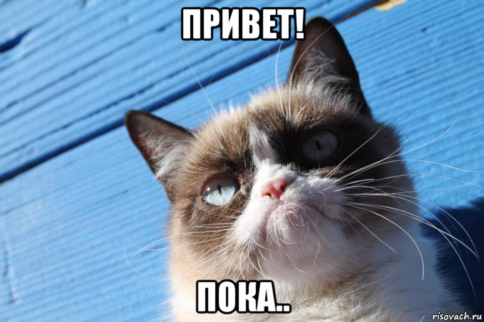 привет! пока.., Мем  grumpy cat