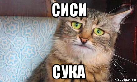 сиси сука, Мем  кот печаль