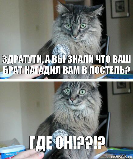 Здратути, а вы знали что ваш брат нагадил вам в постель? Где он!??!?, Комикс  кот с микрофоном