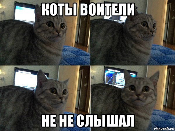 коты воители не не слышал, Мем  Кот в шоке