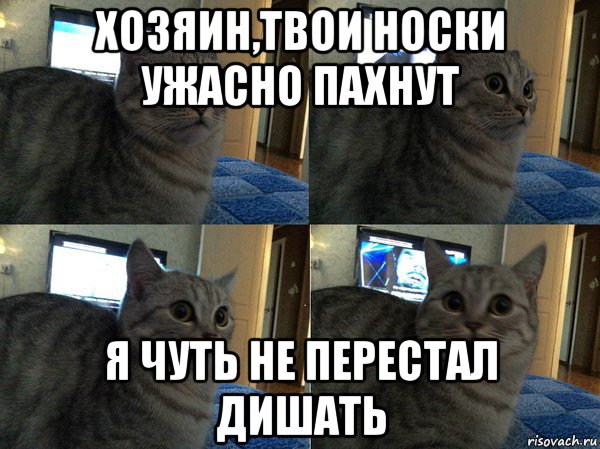 хозяин,твои носки ужасно пахнут я чуть не перестал дишать, Мем  Кот в шоке