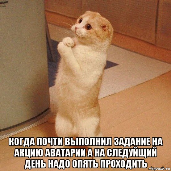  когда почти выполнил задание на акцию аватарии а на следуйщий день надо опять проходить, Мем  котэ молится