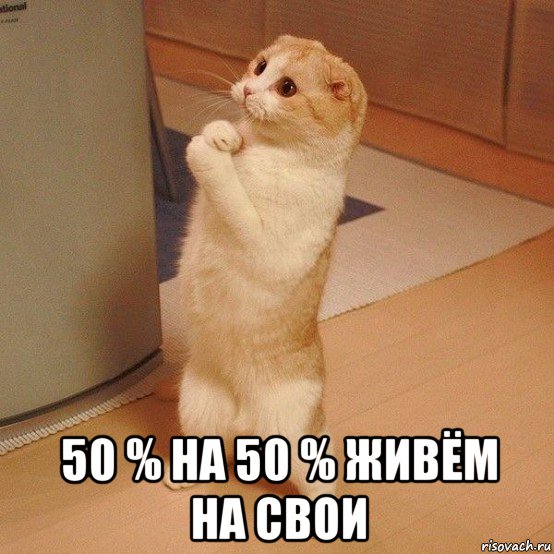  50 % на 50 % живём на свои, Мем  котэ молится