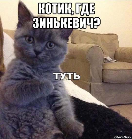 котик, где зинькевич? , Мем Котик - Туть