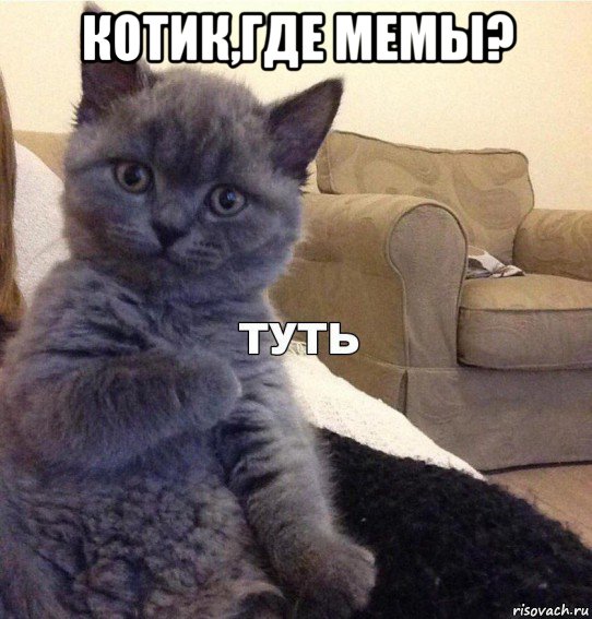 котик,где мемы? , Мем Котик - Туть