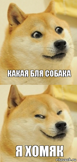 Какая бля собака Я хомяк, Комикс   DOGE довольный