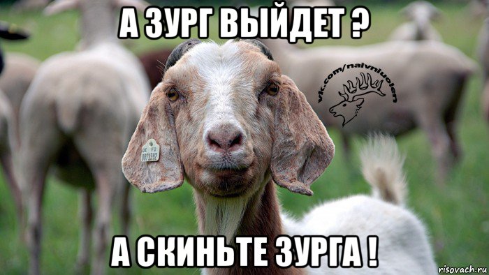 а зург выйдет ? а скиньте зурга !, Мем  Наивная овца