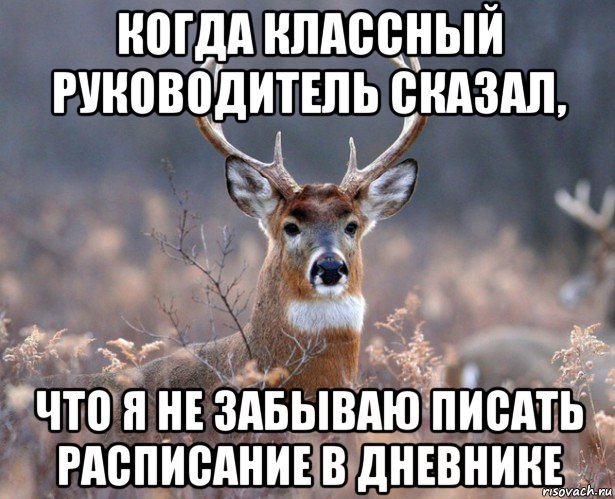 когда классный руководитель сказал, что я не забываю писать расписание в дневнике, Мем   Наивный олень