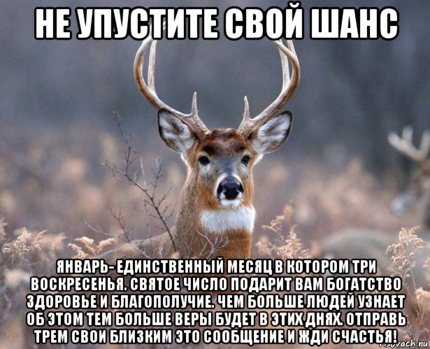 не упустите свой шанс январь- единственный месяц в котором три воскресенья. святое число подарит вам богатство здоровье и благополучие. чем больше людей узнает об этом тем больше веры будет в этих днях. отправь трем свои близким это сообщение и жди счастья!, Мем   Наивный олень