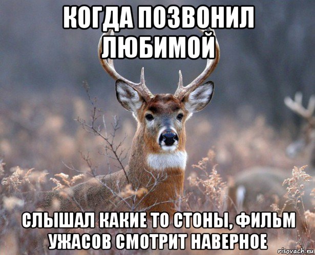 когда позвонил любимой слышал какие то стоны, фильм ужасов смотрит наверное, Мем   Наивный олень