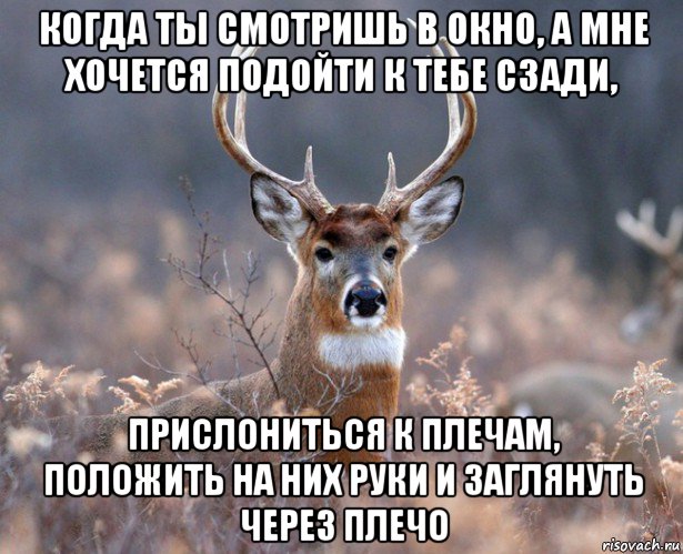 когда ты смотришь в окно, а мне хочется подойти к тебе сзади, прислониться к плечам, положить на них руки и заглянуть через плечо, Мем   Наивный олень