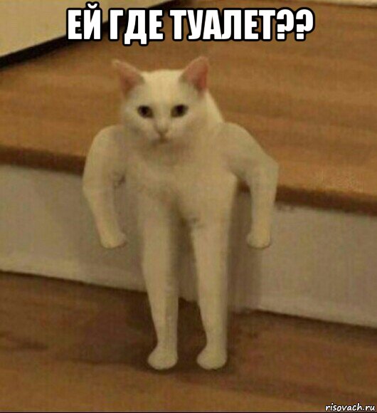 ей где туалет?? , Мем  Полукот