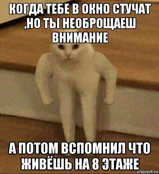 когда тебе в окно стучат ,но ты необрощаеш внимание а потом вспомнил что живёшь на 8 этаже, Мем  Полукот