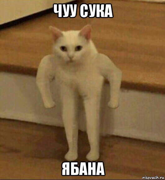 чуу сука ябана, Мем  Полукот