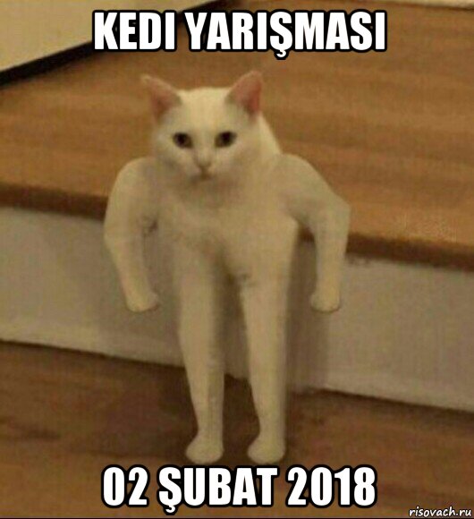 kedi yarişmasi 02 şubat 2018, Мем  Полукот