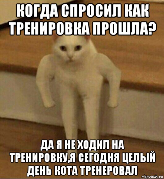 когда спросил как тренировка прошла? да я не ходил на тренировку,я сегодня целый день кота тренеровал, Мем  Полукот