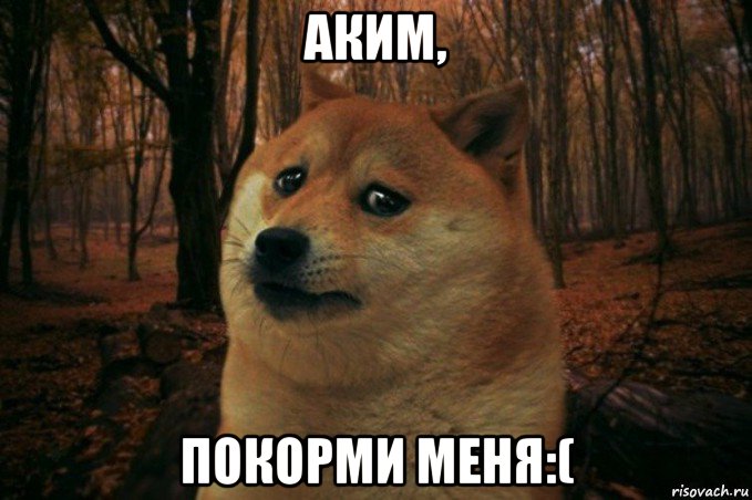 аким, покорми меня:(, Мем SAD DOGE