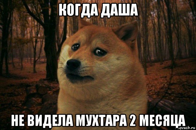 когда даша не видела мухтара 2 месяца, Мем SAD DOGE