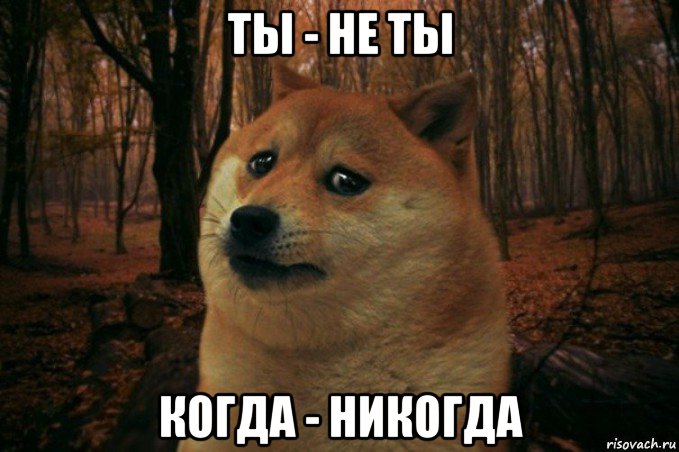 ты - не ты когда - никогда, Мем SAD DOGE