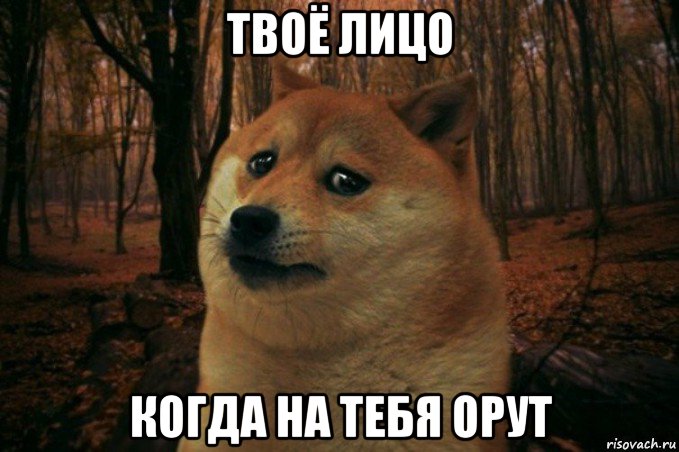 твоё лицо когда на тебя орут, Мем SAD DOGE