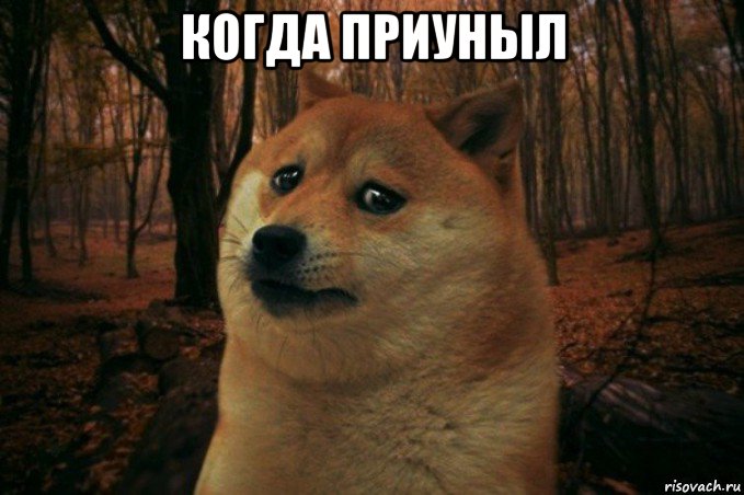 когда приуныл , Мем SAD DOGE