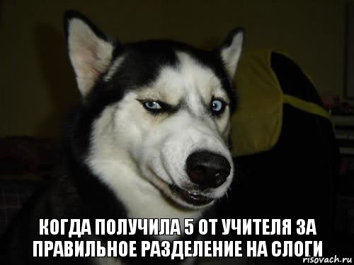 когда получила 5 от учителя за правильное разделение на слоги, Комикс  Собака подозревака