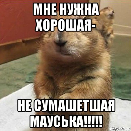 мне нужна хорошая- не сумашетшая мауська!!!!!, Мем Суслик спрашивает