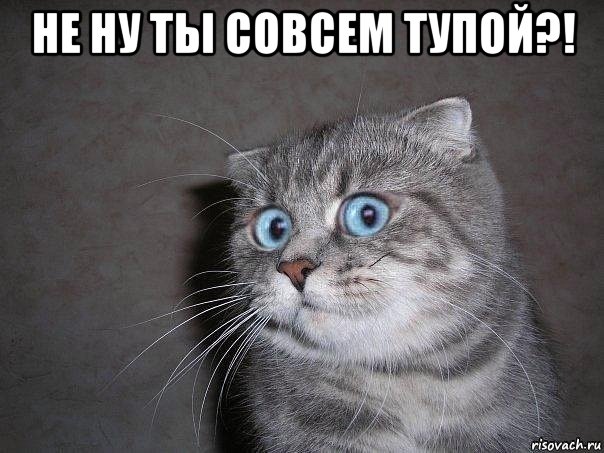 не ну ты совсем тупой?! , Мем  удивлённый кот