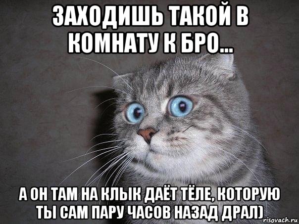 заходишь такой в комнату к бро... а он там на клык даёт тёле, которую ты сам пару часов назад драл), Мем  удивлённый кот