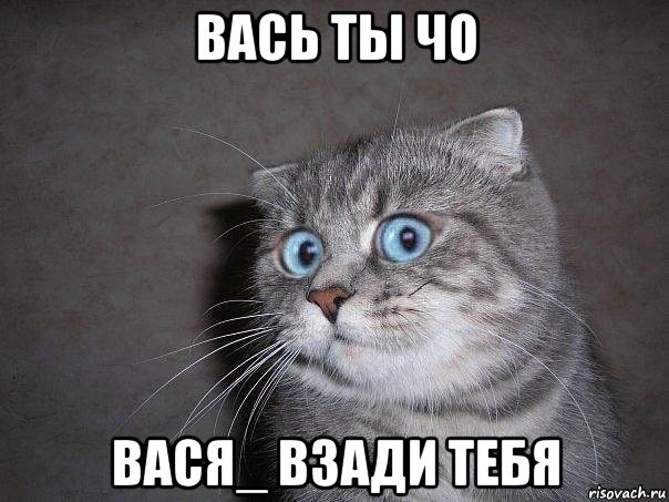 вась ты чо вася_ взади тебя, Мем  удивлённый кот