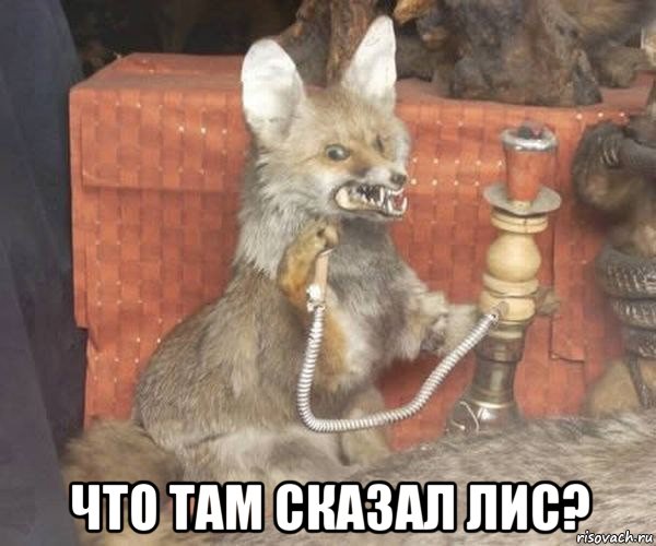  что там сказал лис?