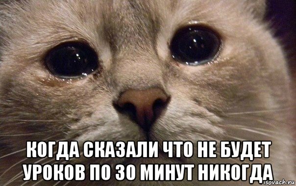  когда сказали что не будет уроков по 30 минут никогда, Мем   В мире грустит один котик