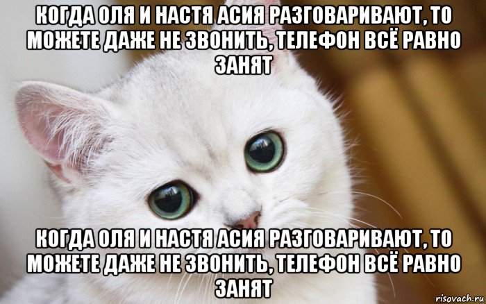 когда оля и настя асия разговаривают, то можете даже не звонить, телефон всё равно занят когда оля и настя асия разговаривают, то можете даже не звонить, телефон всё равно занят, Мем  В мире грустит один котик