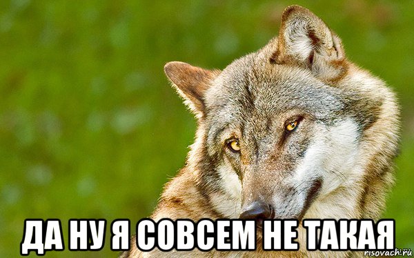  да ну я совсем не такая, Мем   Volf