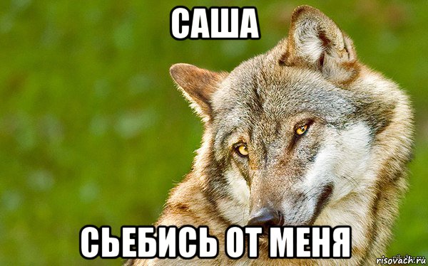 саша сьебись от меня, Мем   Volf