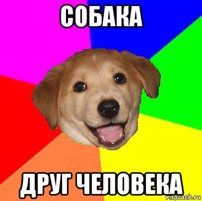 собака друг человека, Мем Advice Dog