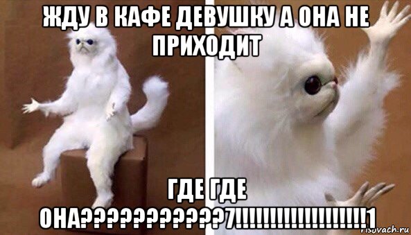 жду в кафе девушку а она не приходит где где она???????????7!!!!!!!!!!!!!!!!!!!1, Мем Чучело кота