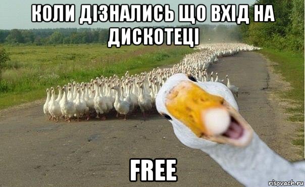 коли дізнались що вхід на дискотеці free, Мем гуси