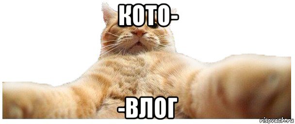 кото- -влог, Мем   Кэтсвилл