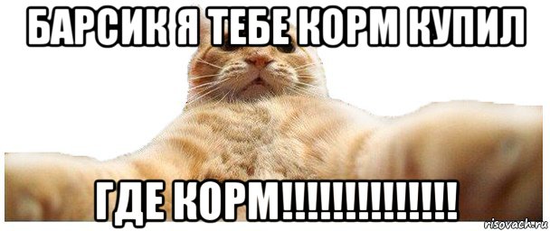 барсик я тебе корм купил где корм!!!!!!!!!!!!!!, Мем   Кэтсвилл