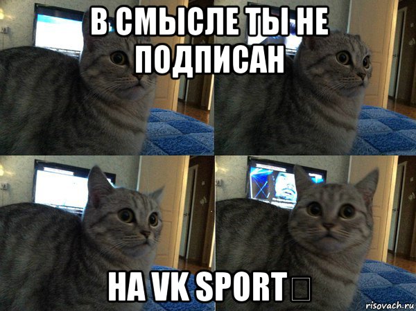 в смысле ты не подписан на vk sport￼, Мем  Кот в шоке