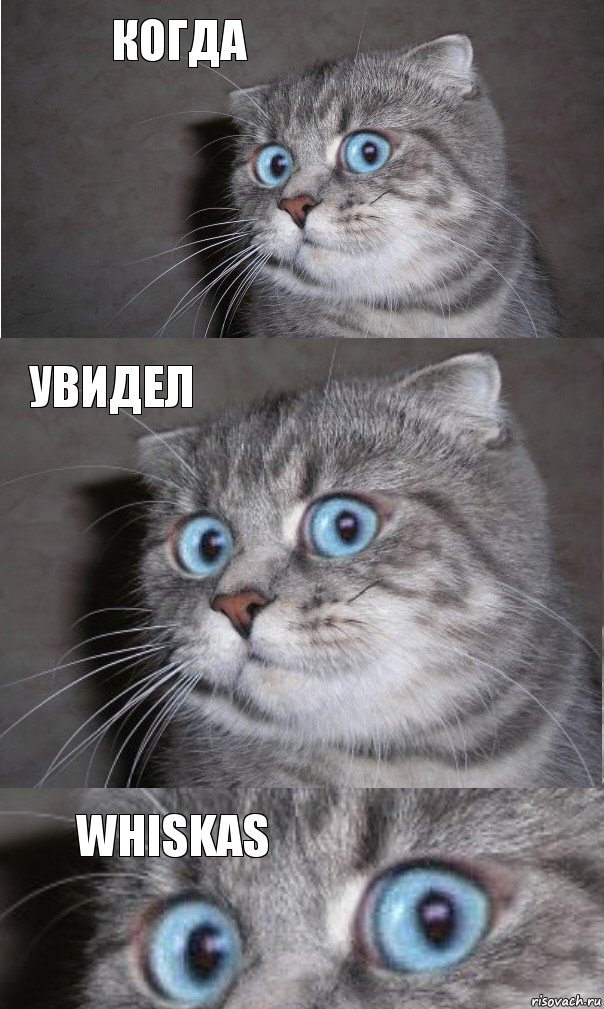 КОГДА УВИДЕЛ WHISKAS