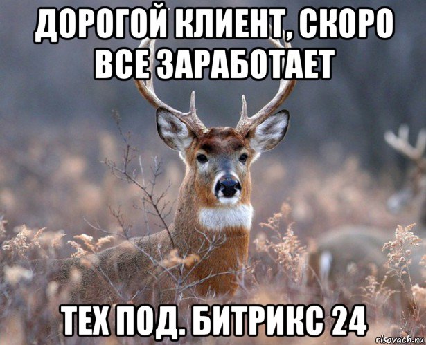 дорогой клиент, скоро все заработает тех под. битрикс 24, Мем   Наивный олень